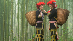 Bamboo in Vietnamese Culture: A Symbol of Resilience and Tradition
