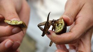 5 Must-Try Traditional Snacks in Cambodia