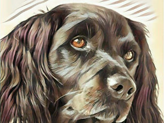 Dog modelo