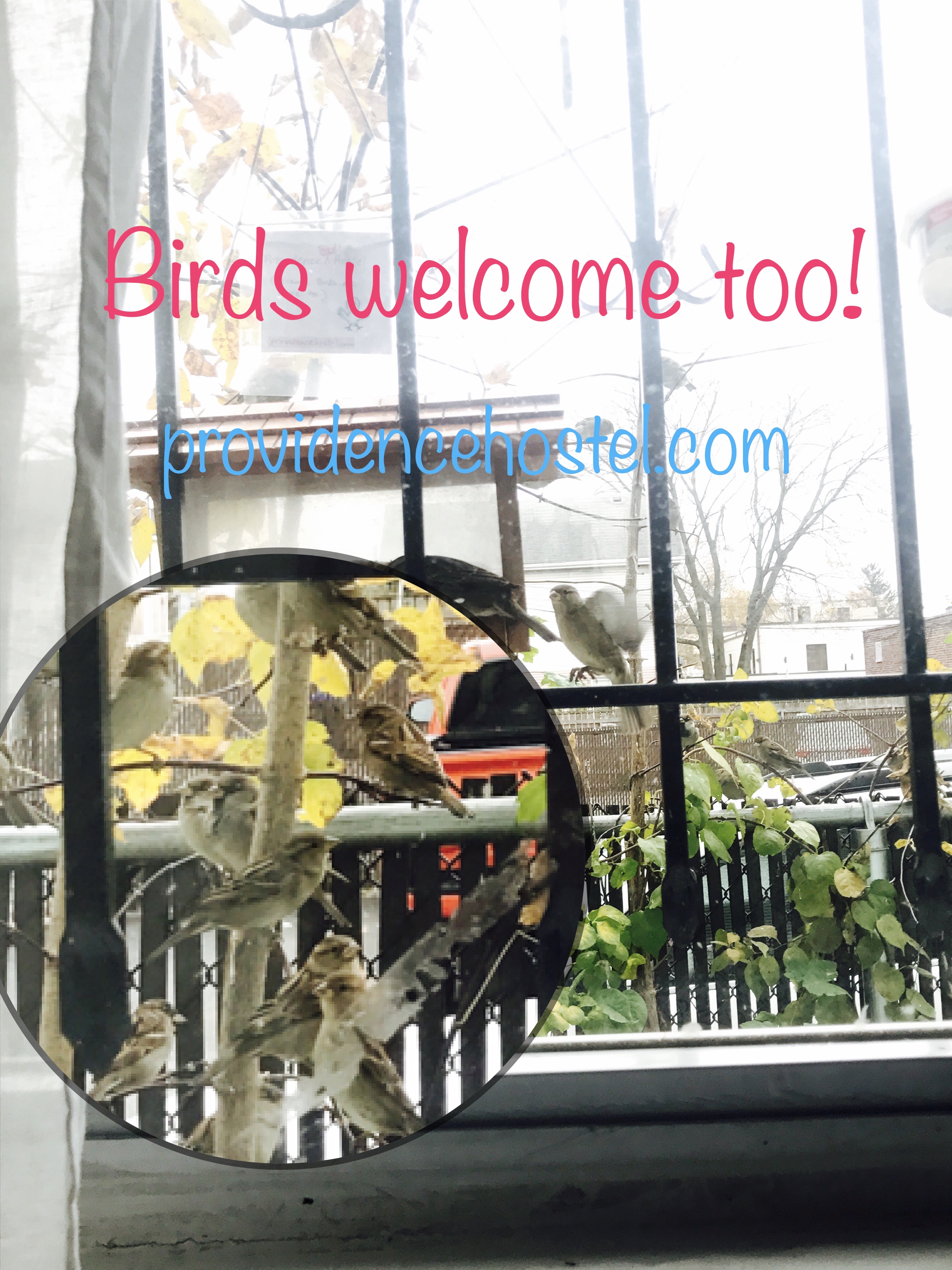 hostel birds