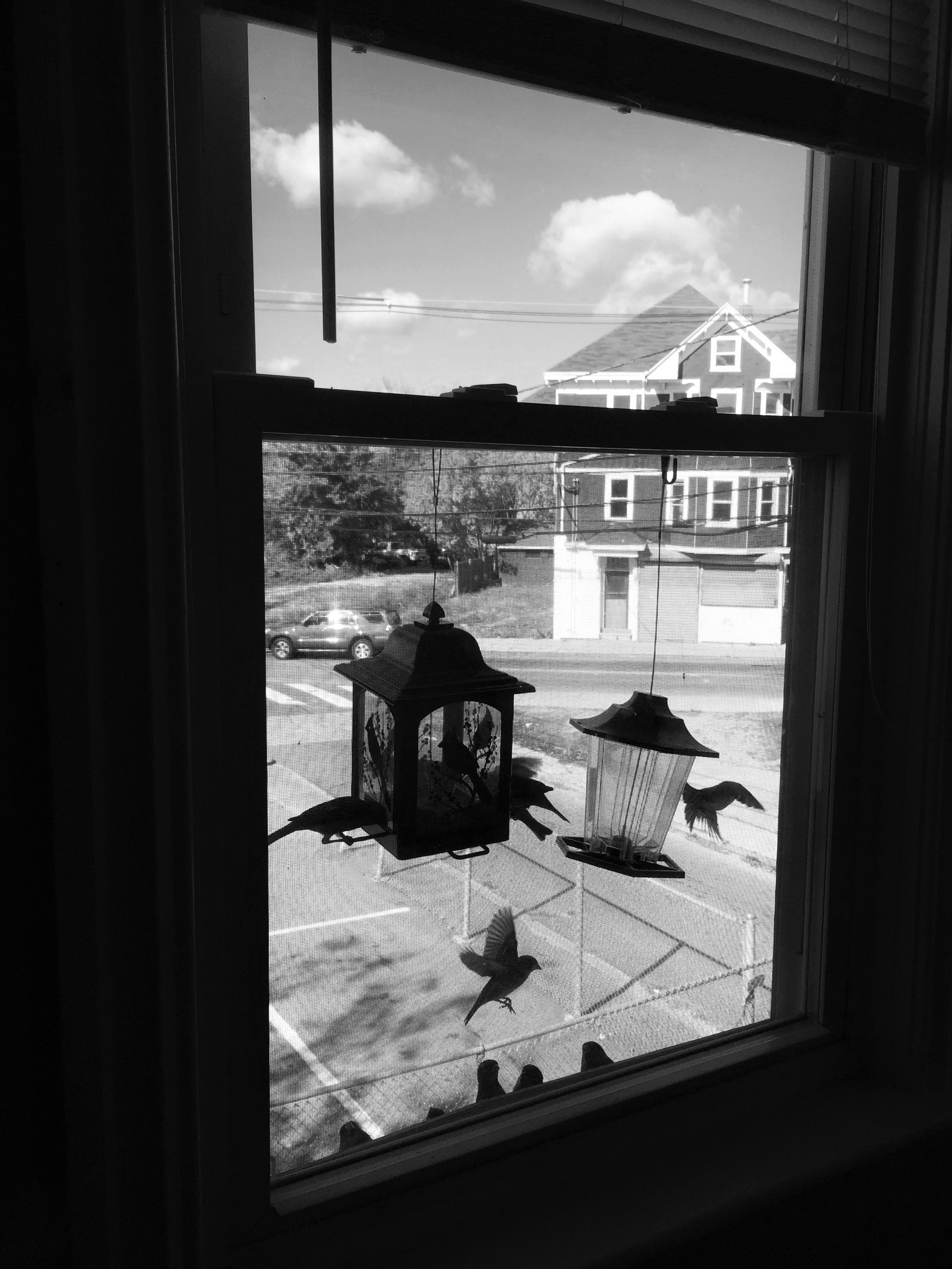 window bird feeders