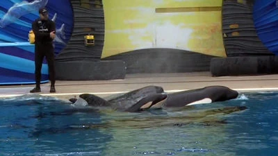 Amaya, Kasatka and Makani