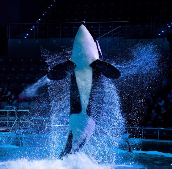 Photo by Moskvarium and/or its trainers