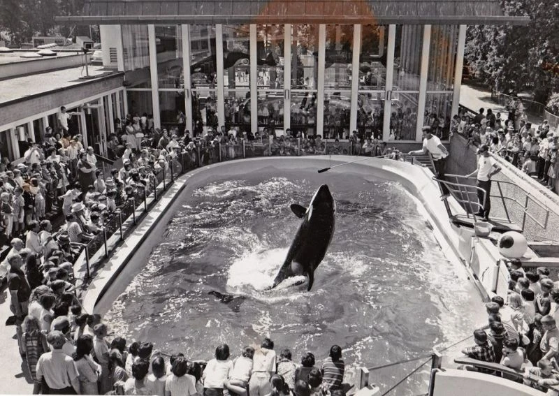 Photo from the book "Orca - How We Came to Know and Love the Ocean's Greatest Predator"