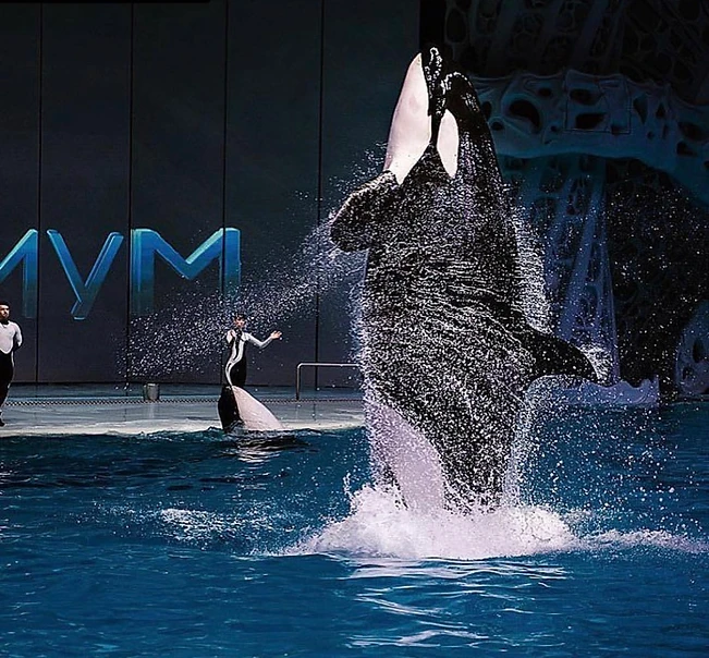 Photo by Moskvarium and/or its trainers