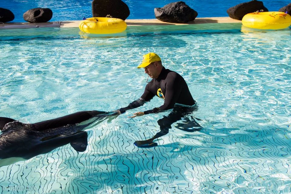 Photo by Loro Parque / photographed by Ulriche Brodde