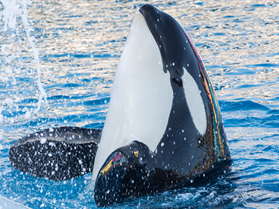 Photo by SeaWorld