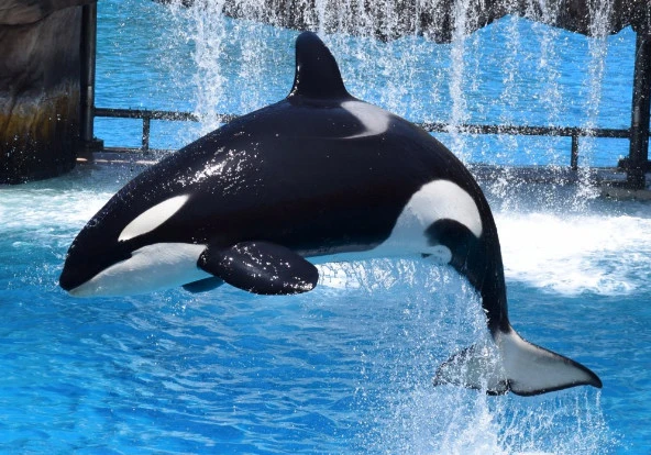 Photo provided by albino orca