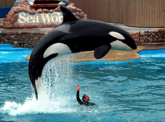 Photo by SeaWorld