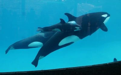 Kalia, Amaya and Makani