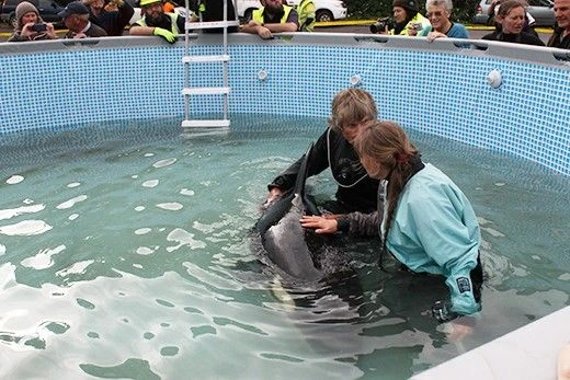 Photo provided by albino orca