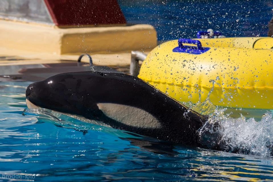 Photo by Loro Parque / photographed by Ulriche Brodde
