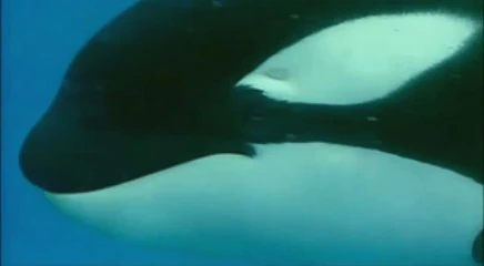 Photo by SeaWorld