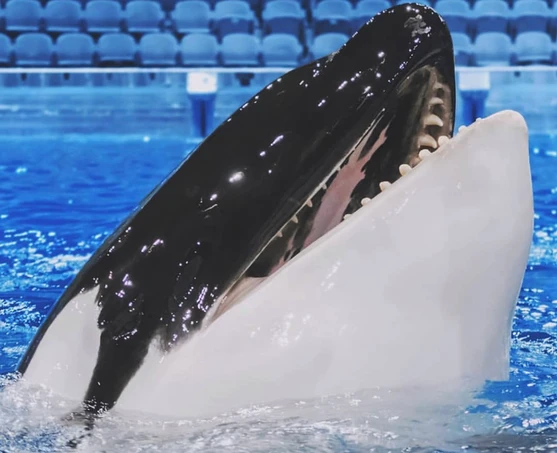 Photo by Moskvarium and/or its trainers
