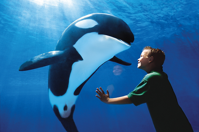 Photo by SeaWorld