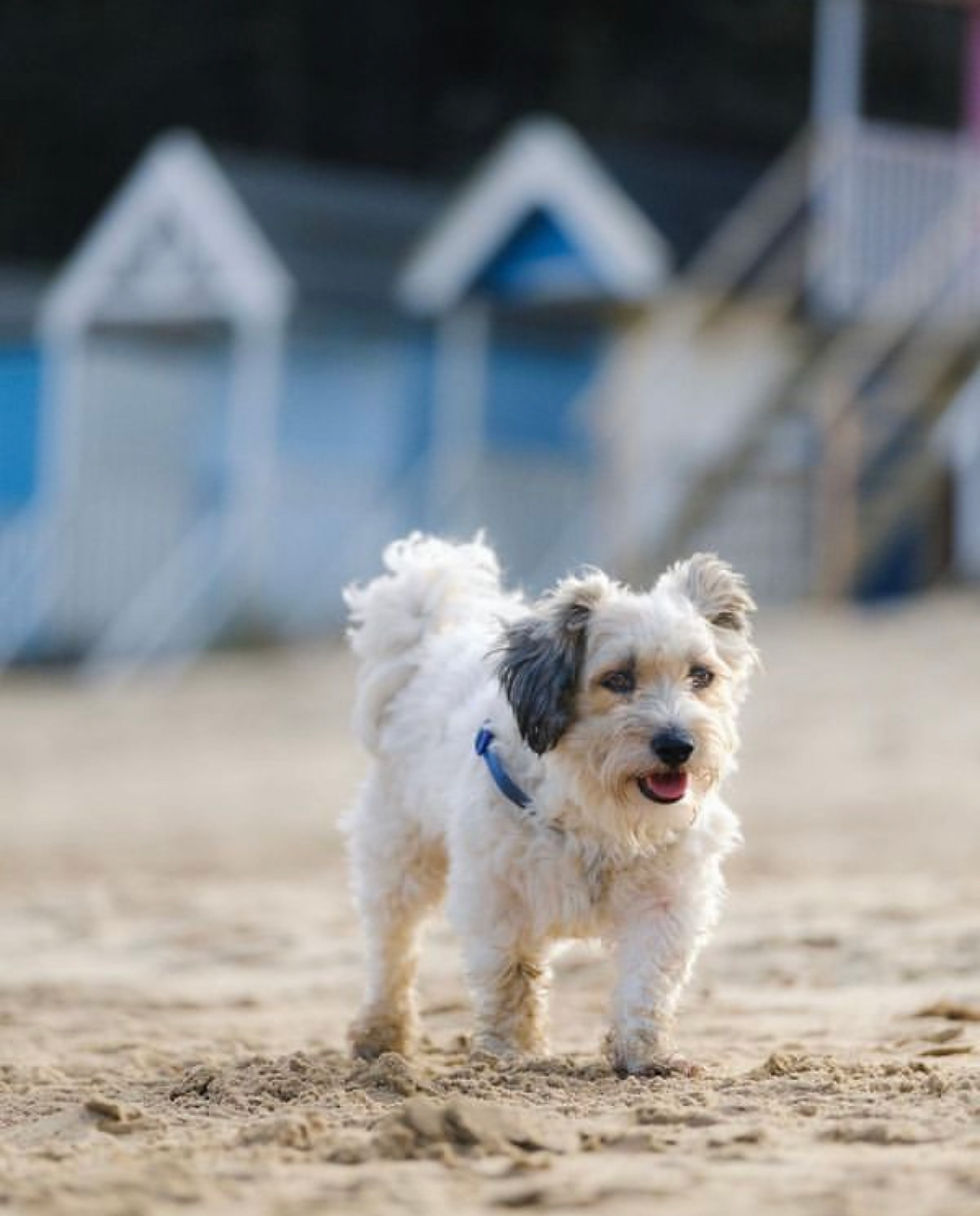 dog on beach