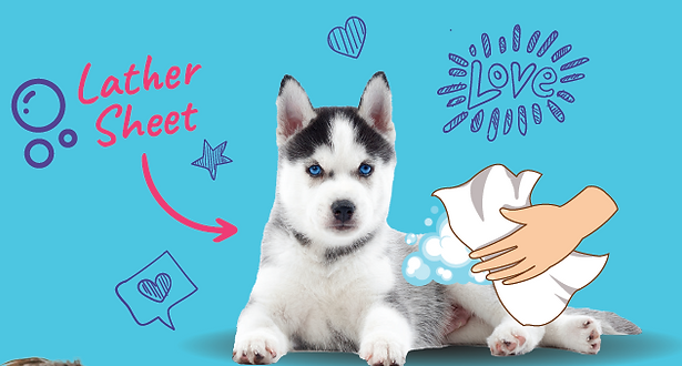 Lather Sheet dog pic.png