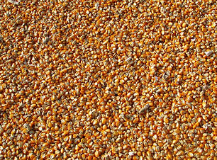 Seed Delivery