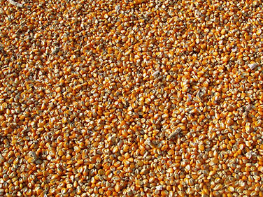 Seed Delivery