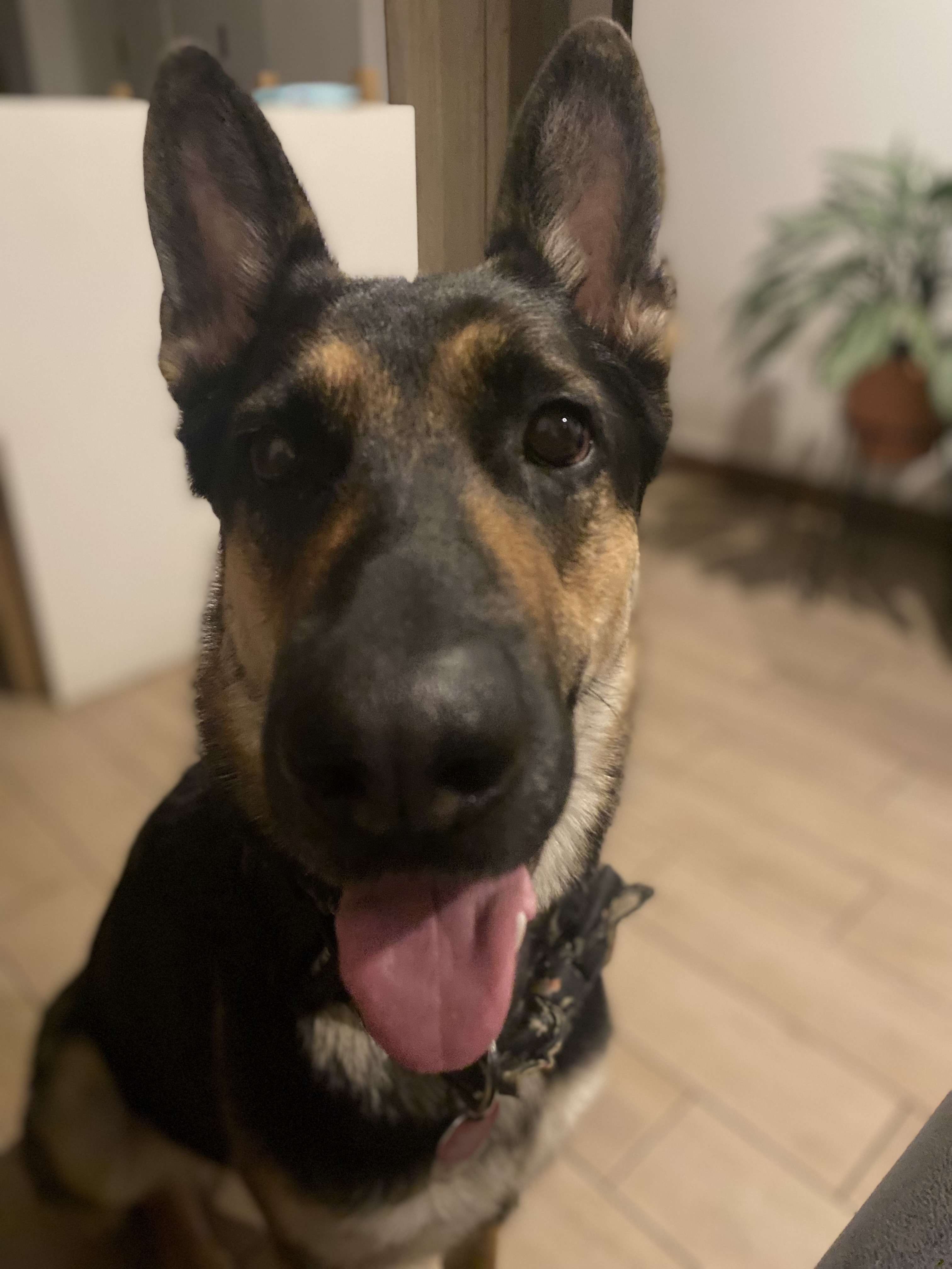 Nala
