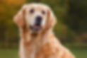 golden-retriever