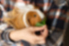 meerschweinchen-futter-im-arm