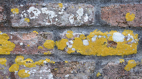 mauer-flechten