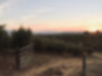 IMG_9803.jpeg