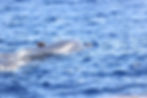 tag on whale