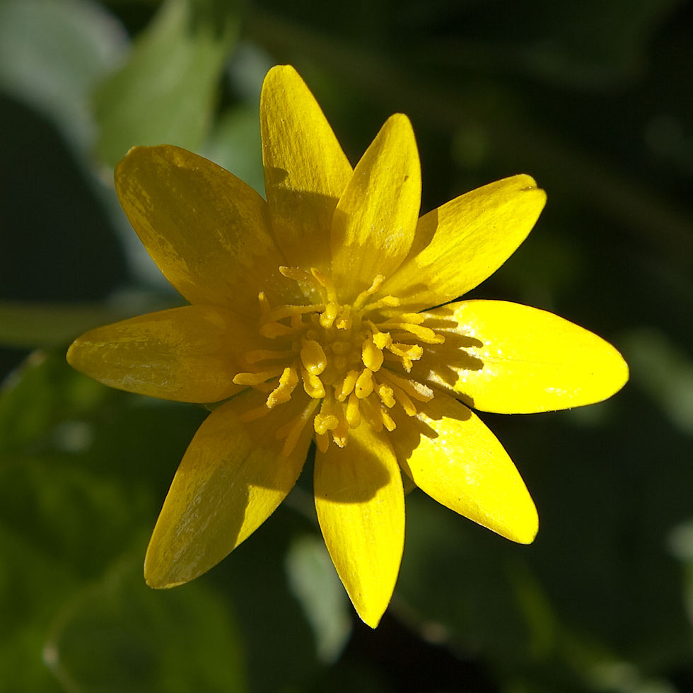 Celandine