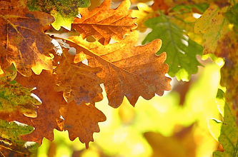 oak-leaves-autumn.jpg