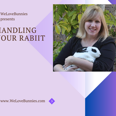Handling Your Rabbit