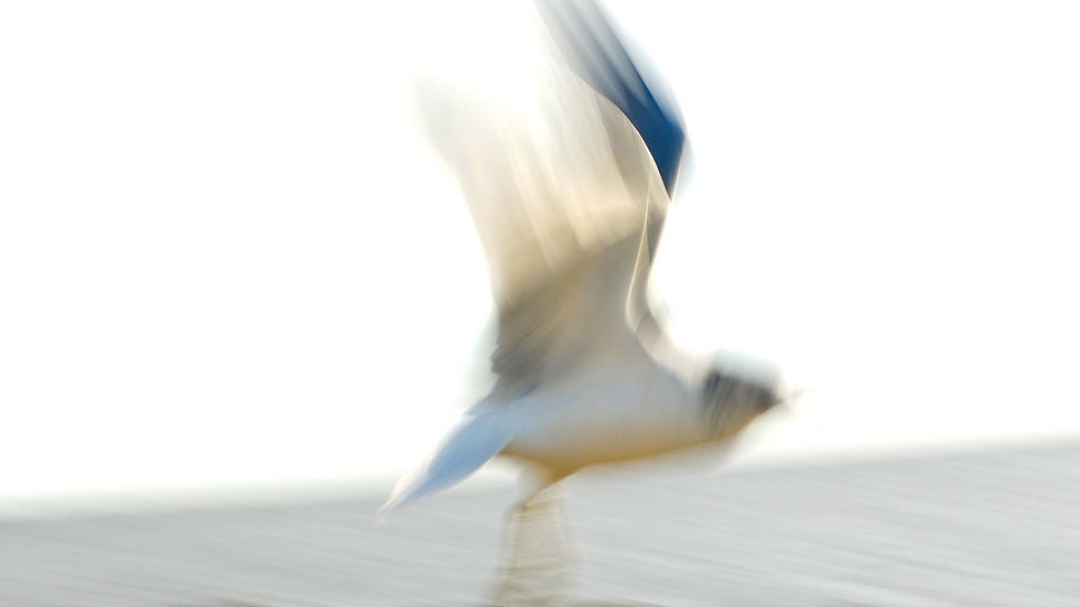 photo mouette envol.jpg