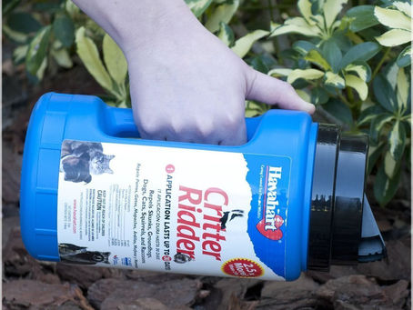 Stop Groundhogs From Eating Plants - Read Expert Tips Here