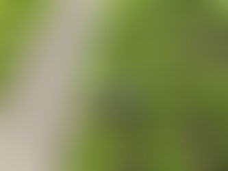 Deter Groundhogs Eating Plants - Read Expert Tips Here