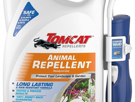 How Do You Get Rid Of Groundhogs Under Shed - Read Expert Tips Here