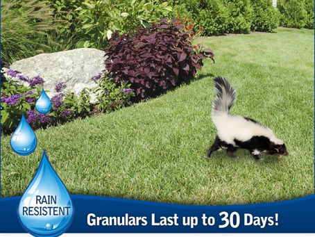 Outdoor Rodent Repellent - Read Expert Tips Here