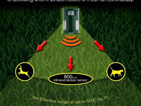 Rodent Repellent Spray - Read Expert Tips Here