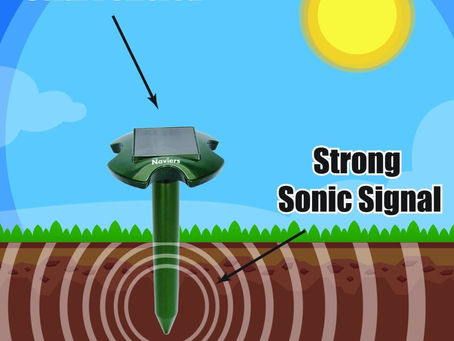 Groundhog Trap - Read Expert Tips Here