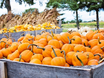 Novembers's Buzz