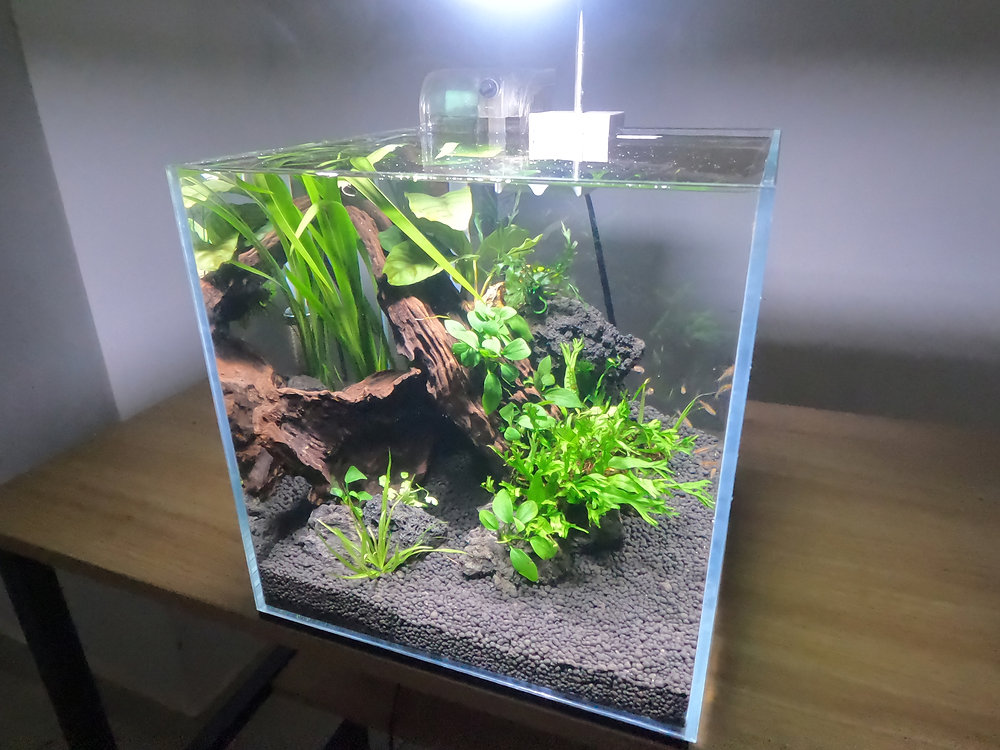 Mini aquarium aquascape tank setup ideas low budget and easy
