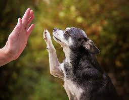 You can't teach an old dog new tricks...
