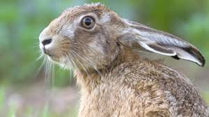 The Hare story