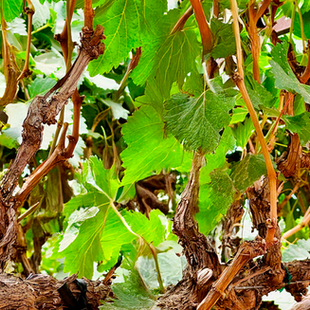 Fundamento Fisiológico para una Cosecha Exitosa en 2026: Etapa postcosecha en cultivo de vid