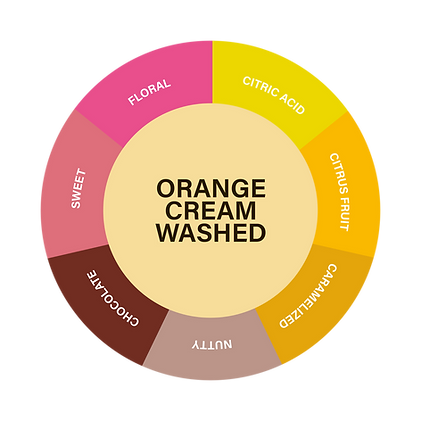 ORANGE CREAM WASHED INGLÉS (1).png