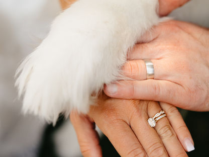 How to Involve Your Furry Friends in the Big Day!