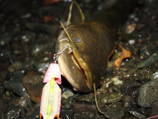 ナマズとサーフィンと湘南のブログ