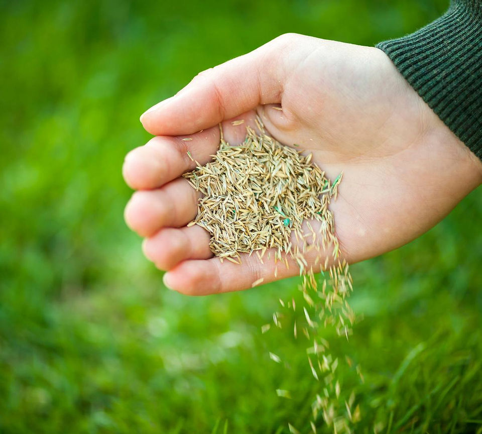 Fall Lawn Care tips, Knoxville Lawn Care, Fall Leaf removal Knoxville, Leaf Removal Knoxville TN,  leaf service knoxville