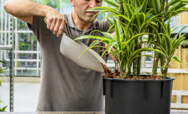 Innenbegrünung Zürich, DreamPlant, Mitarbeiter, Mitarbeiterinnen, Qualität, Nachhaltigkeit, zuvorkommend, aufmerksam, Familienbetrieb, zufriedene Mitarbeiter bei DreamPlant, Gärtnerei Zürich, Blumenladen Zürich, Schnittblumenfeld Zürich, Raumbegrünung Zürich, Innenbegrünung Zürich, Gartenbau Zürich, Gartenunterhalt Zürich, Floristik Zürich, 