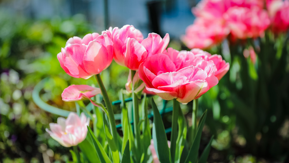 Tulpengruss im Garten, Saisonale Bepflanzung, Blumenzwiebeln